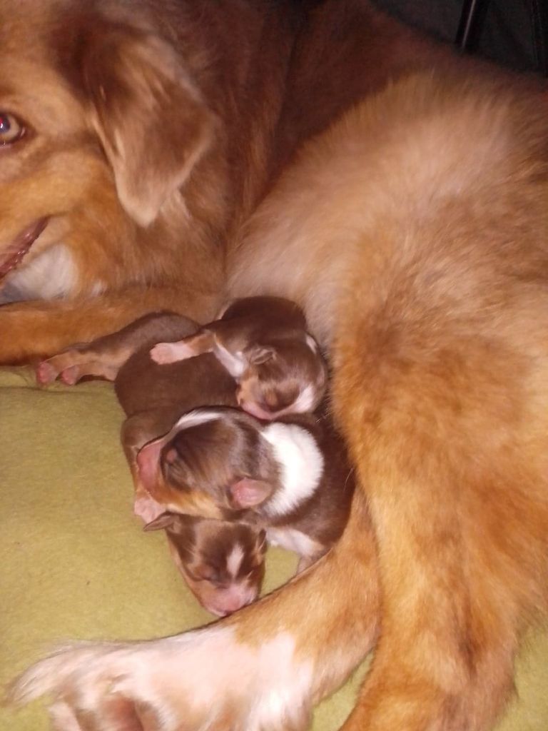 chiot Berger Australien Des Brumes De L'Isle